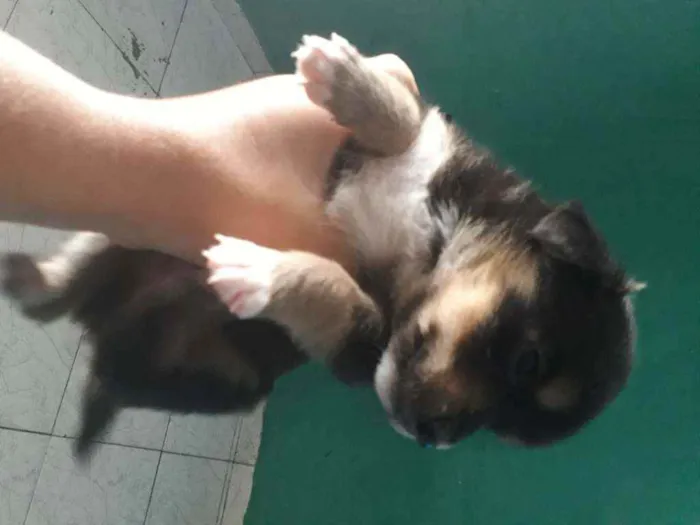 Cachorro ra a Vira lata com border Culler  idade Abaixo de 2 meses nome Nao tem.nome