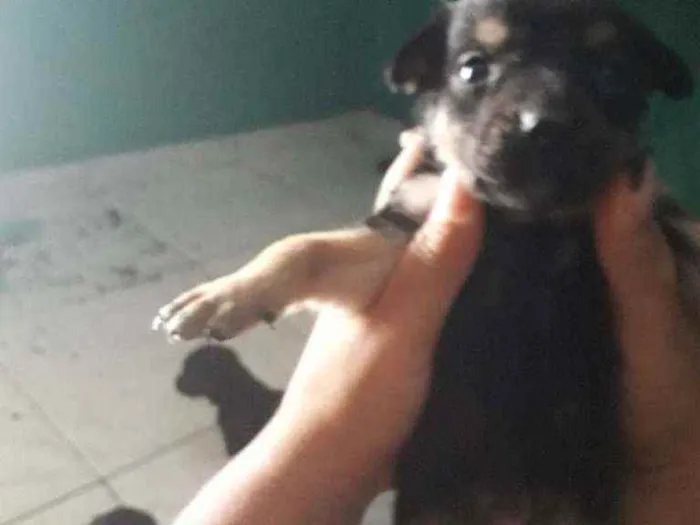 Cachorro ra a Vira lata com border Culler  idade Abaixo de 2 meses nome Nao tem.nome