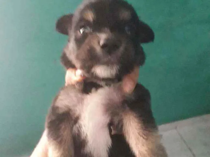 Cachorro ra a Vira lata com border Culler  idade Abaixo de 2 meses nome Nao tem.nome