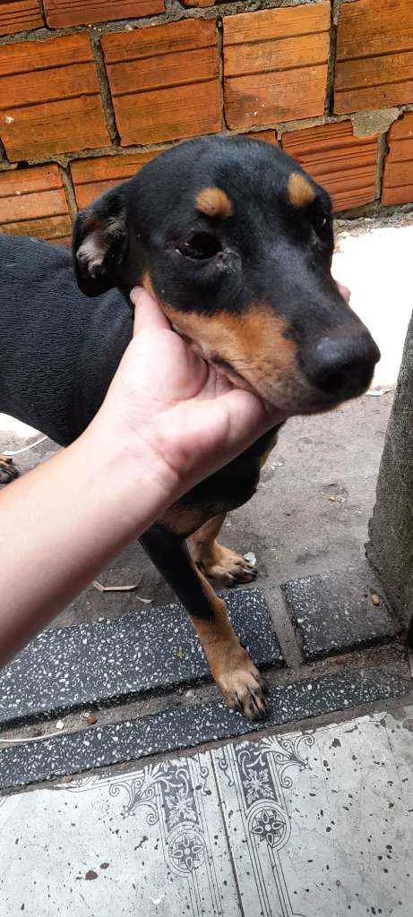 Cachorro raça Rottweiler idade 7 a 11 meses nome Kira