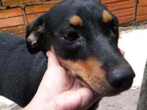 Cachorro raça Rottweiler idade 7 a 11 meses nome Kira