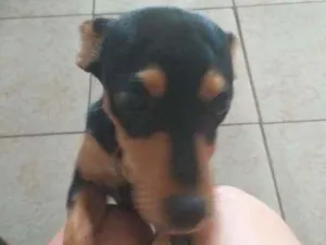 Cachorro raça Pinther idade 7 a 11 meses nome Nina