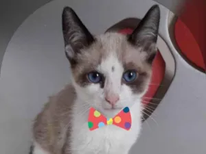 Gato raça SRD idade 2 a 6 meses nome NICO