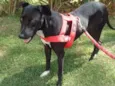 Bolinha