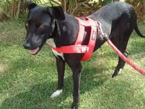 Cachorro raça SRD-ViraLata idade 2 anos nome Bolinha