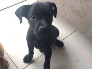 Cachorro raça Sem raça idade Abaixo de 2 meses nome Fred