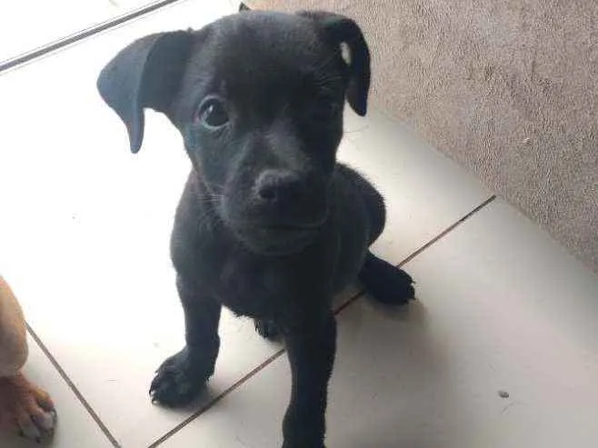 Cachorro ra a Sem raça idade Abaixo de 2 meses nome Fred