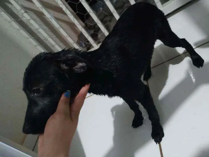 Cachorro ra a Srd idade 7 a 11 meses nome Boni