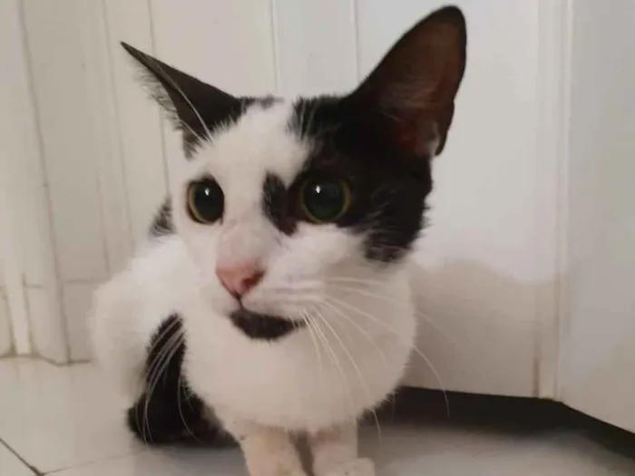 Gato ra a SRD idade 2 a 6 meses nome Filó