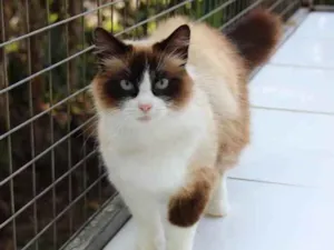 Gato raça SRD idade 6 ou mais anos nome Tessália 
