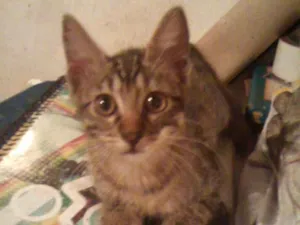 Gato raça srd idade 2 a 6 meses nome Filhotinha