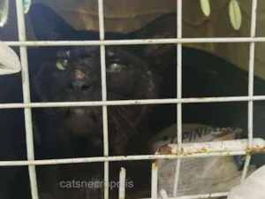 Gato raça srd idade 1 ano nome Cascão