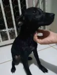 Boni