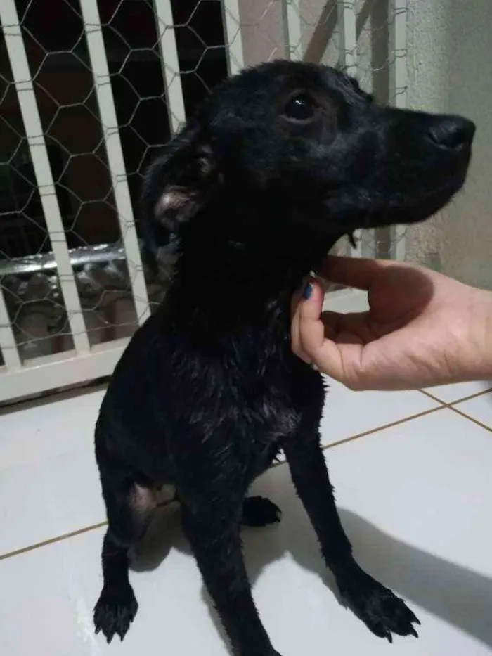 Cachorro ra a Srd idade 7 a 11 meses nome Boni