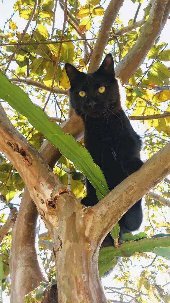 Gato ra a Viralata idade 1 ano nome Nilo