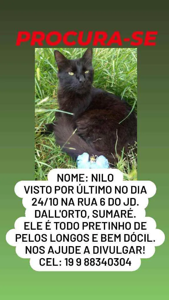 Gato ra a Viralata idade 1 ano nome Nilo