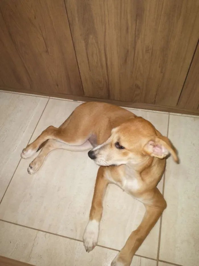 Cachorro ra a Bitibull mistura com viralata idade 7 a 11 meses nome Mel