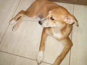 Cachorro raça Bitibull mistura com viralata idade 7 a 11 meses nome Mel