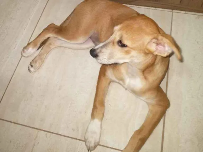 Cachorro ra a Bitibull mistura com viralata idade 7 a 11 meses nome Mel