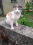 Margarida