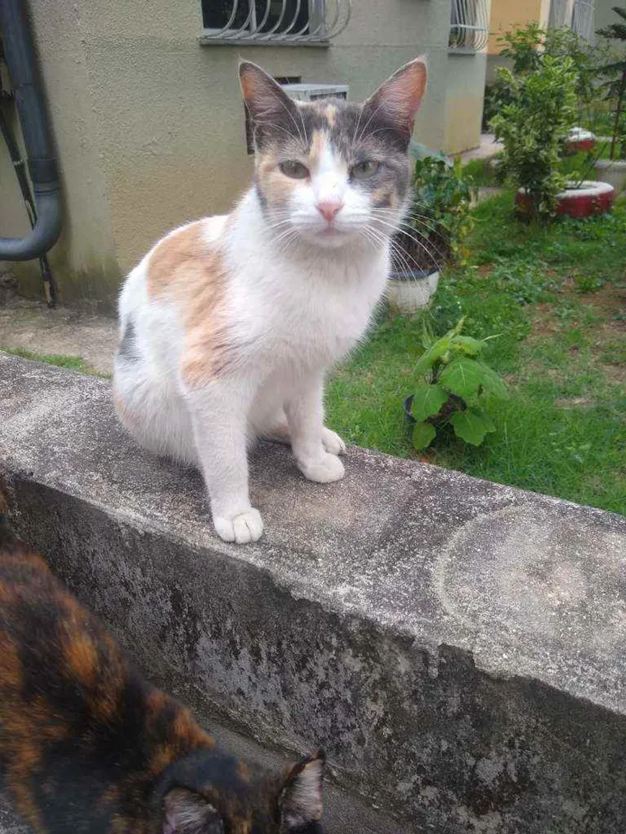 Gato ra a Tricolor idade 7 a 11 meses nome Margarida