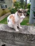 Margarida