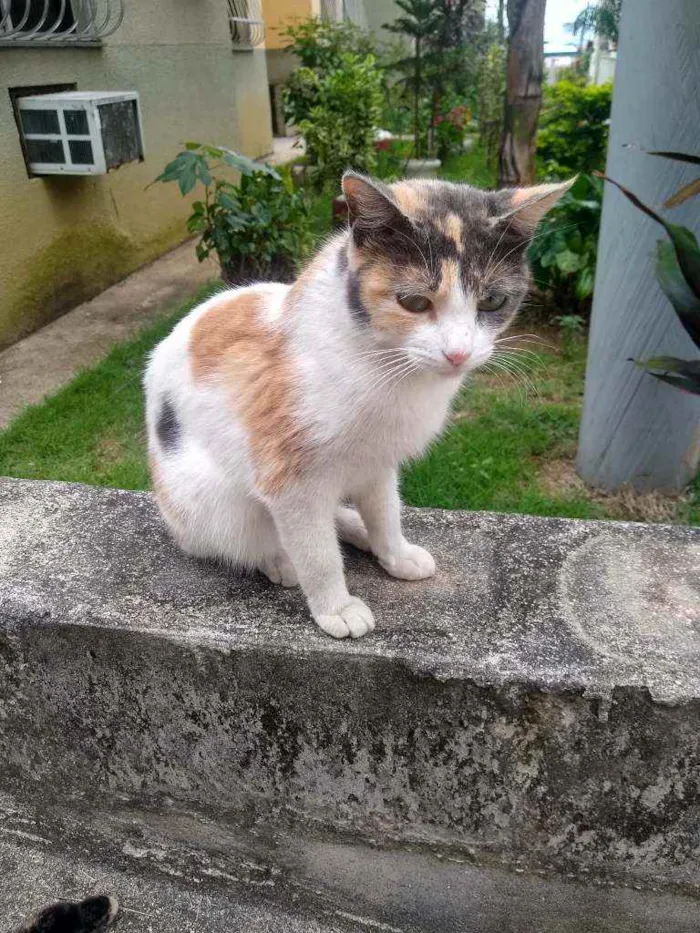 Gato ra a Tricolor idade 7 a 11 meses nome Margarida