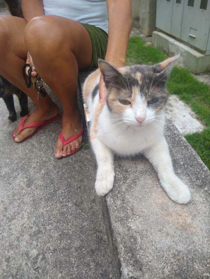 Gato ra a Tricolor idade 7 a 11 meses nome Margarida