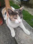 Margarida
