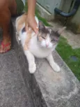 Margarida