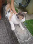 Margarida