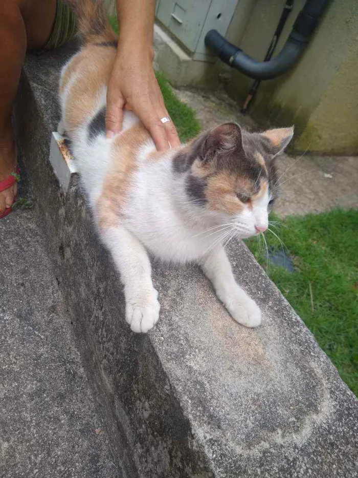 Gato ra a Tricolor idade 7 a 11 meses nome Margarida