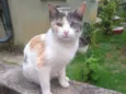 Margarida