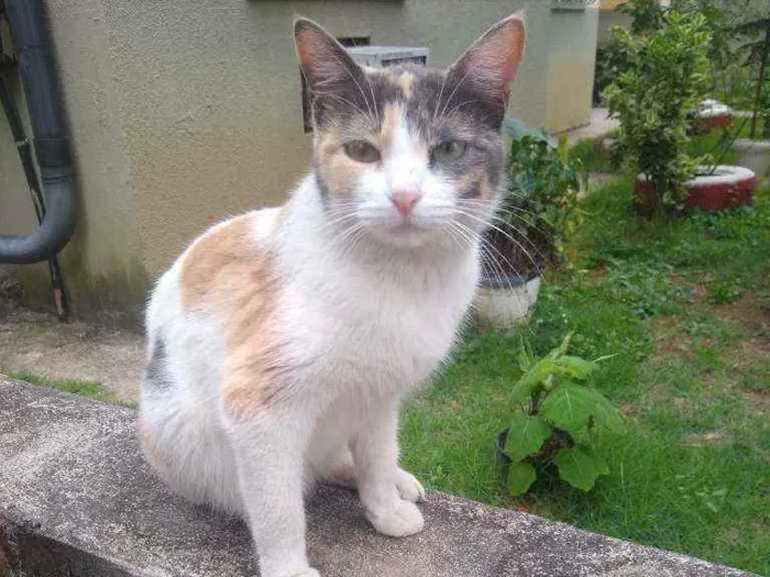 Gato ra a Tricolor idade 7 a 11 meses nome Margarida
