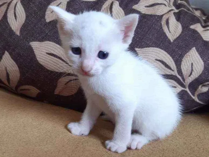 Gato ra a Indefinida idade Abaixo de 2 meses nome Elvis