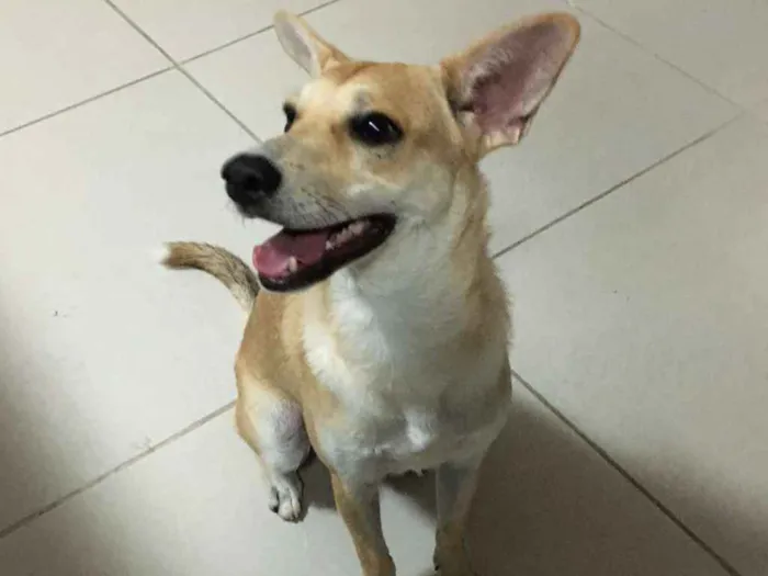 Cachorro ra a SRD-ViraLata idade 7 a 11 meses nome SEM NOME
