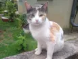 Margarida