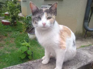 Gato raça Tricolor idade 7 a 11 meses nome Margarida