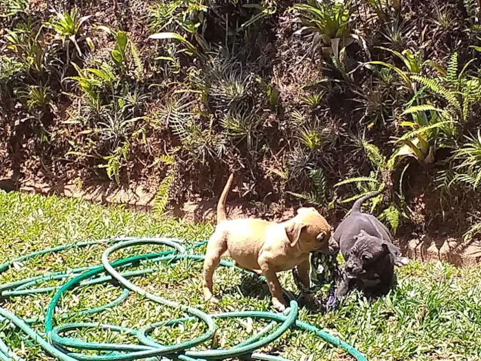 Cachorro raça Não sei parece mistura idade Abaixo de 2 meses nome Sem nome