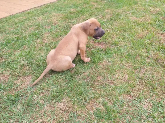 Cachorro raça Não sei parece mistura idade Abaixo de 2 meses nome Sem nome