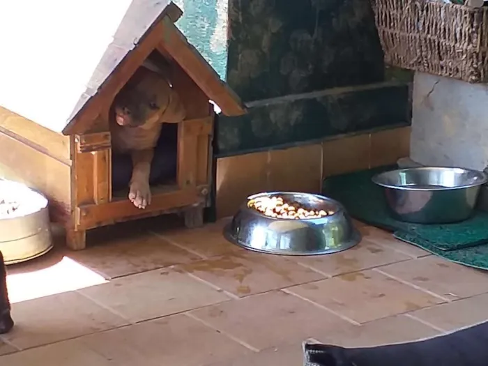 Cachorro raça Não sei parece mistura idade Abaixo de 2 meses nome Sem nome