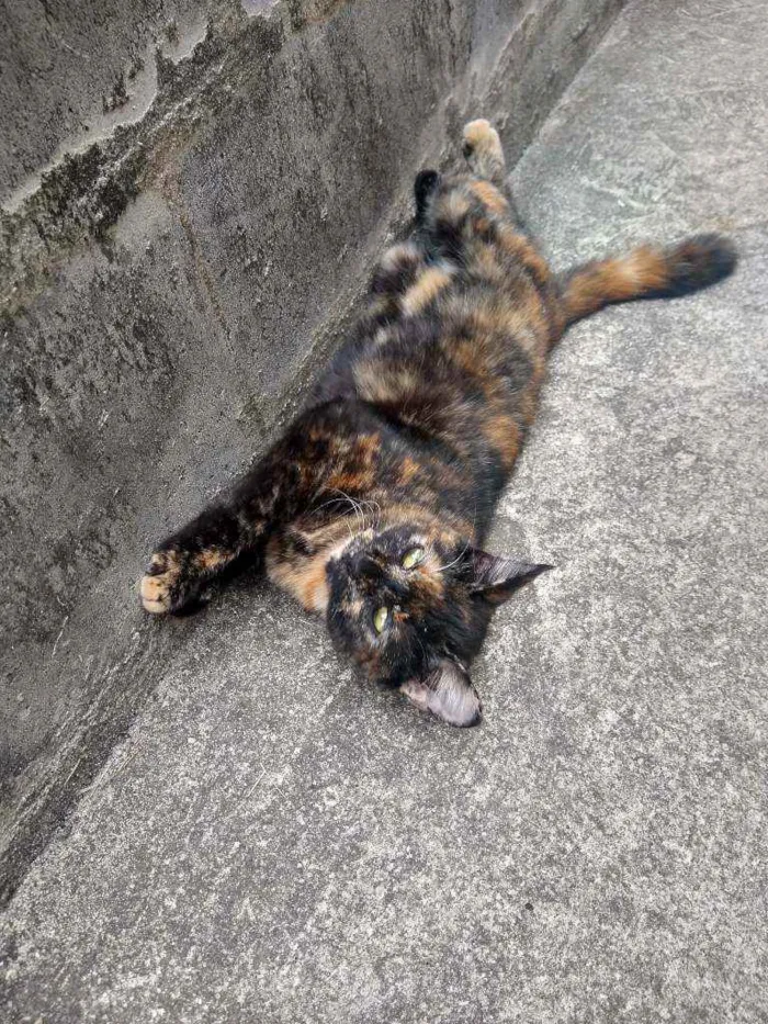 Gato ra a Escaminha idade 7 a 11 meses nome Maia