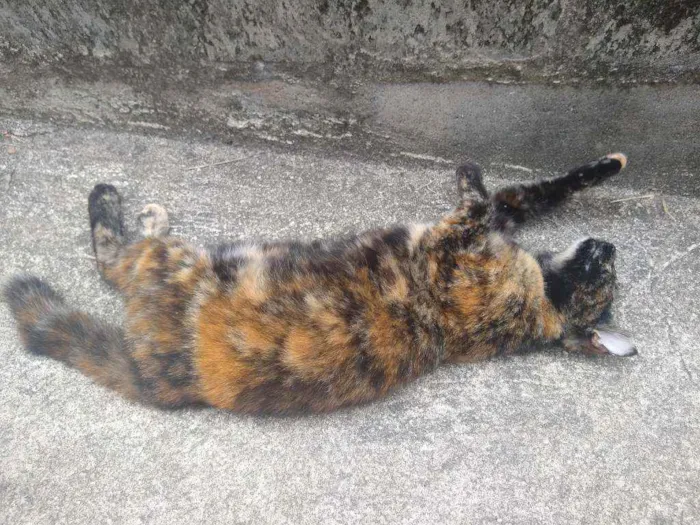 Gato ra a Escaminha idade 7 a 11 meses nome Maia
