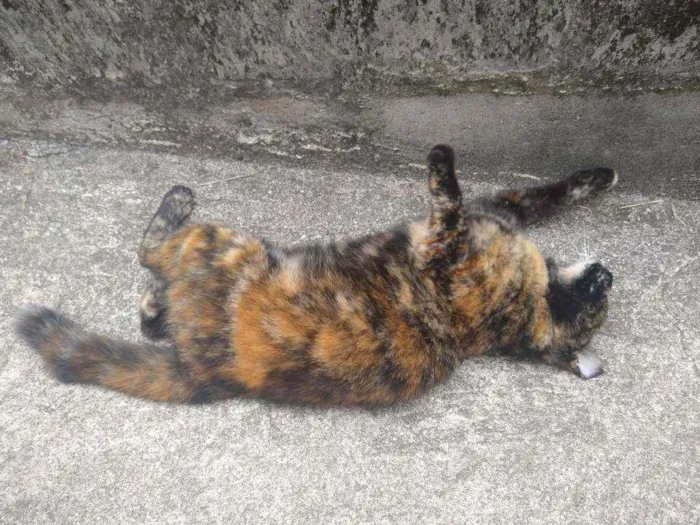Gato ra a Escaminha idade 7 a 11 meses nome Maia