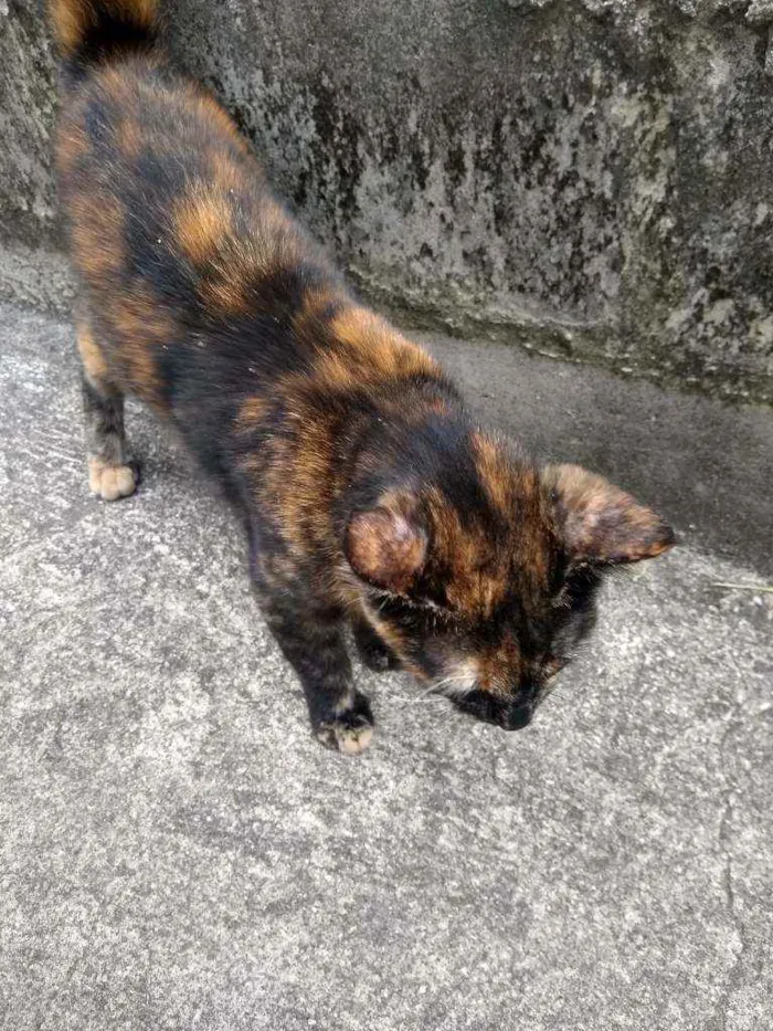 Gato ra a Escaminha idade 7 a 11 meses nome Maia
