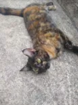 Maia