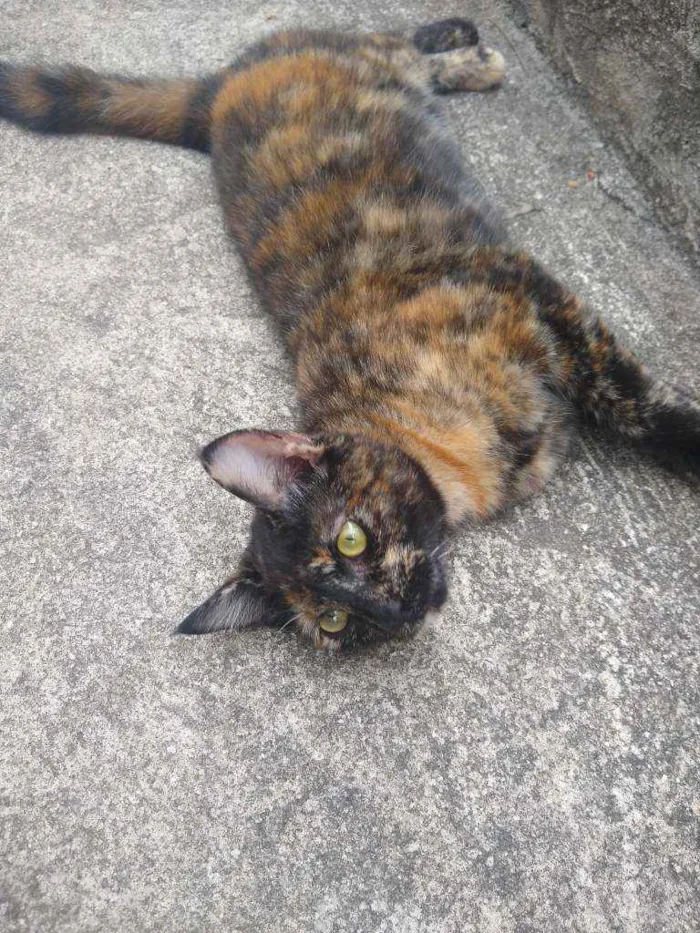 Gato ra a Escaminha idade 7 a 11 meses nome Maia