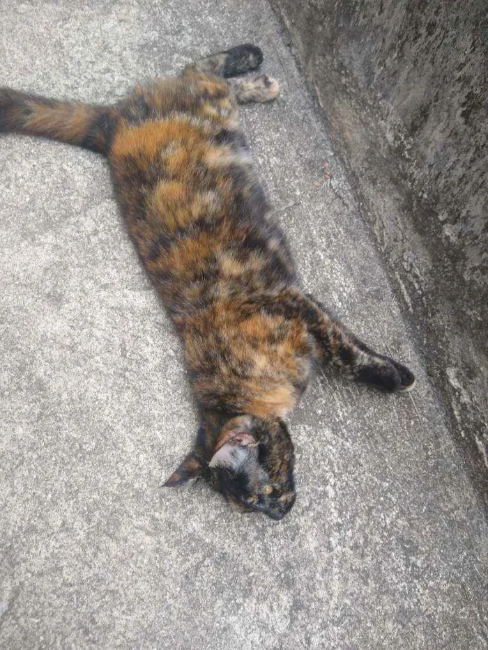 Gato ra a Escaminha idade 7 a 11 meses nome Maia