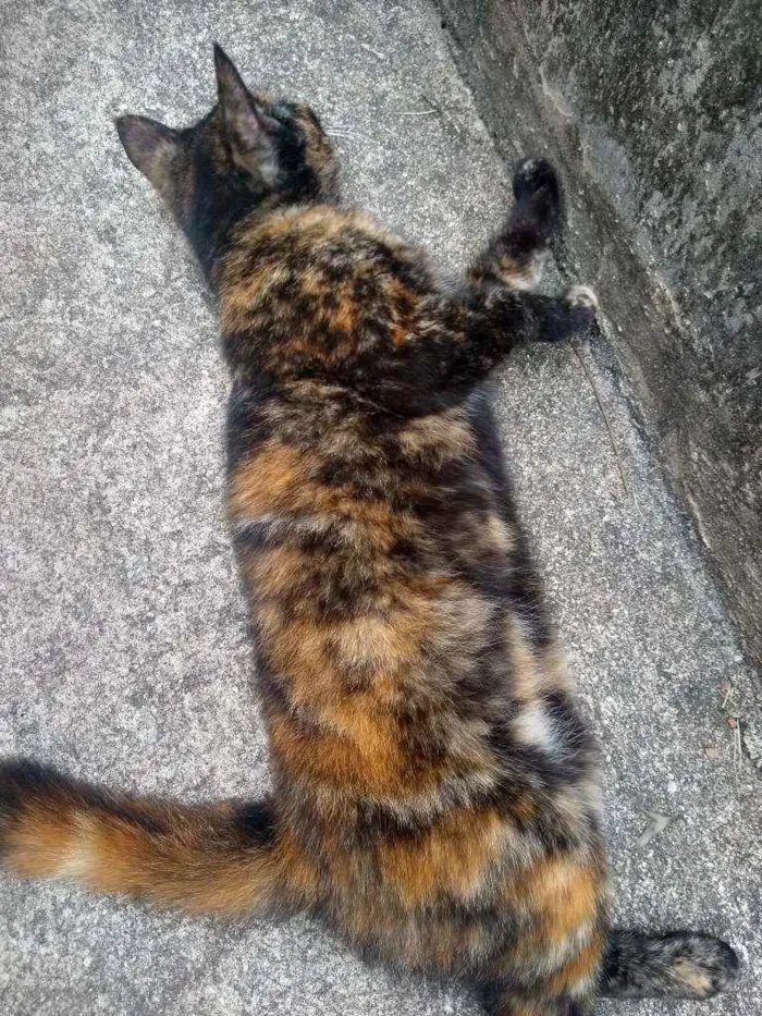 Gato ra a Escaminha idade 7 a 11 meses nome Maia