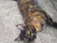 Maia